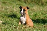 AMSTAFF  PUPPIES 279